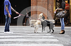 Dog owners meet on a habourside street in the city centre.